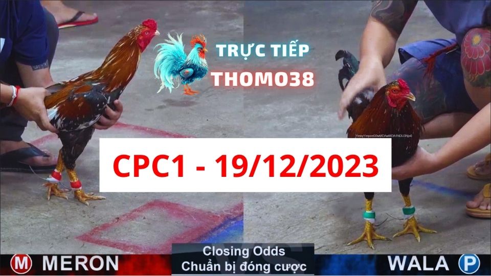 Xem đá gà CPC1 ngày 19-12-2023