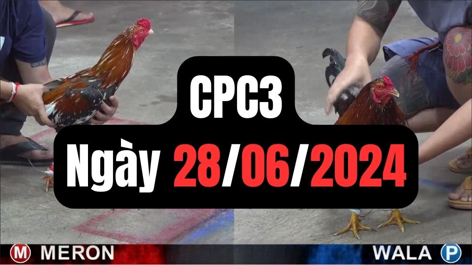 Xem đá gà CPC3 ngày 28-06-2024