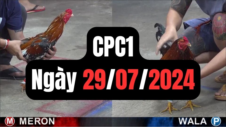 Xem đá gà CPC1 ngày 29-07-2024