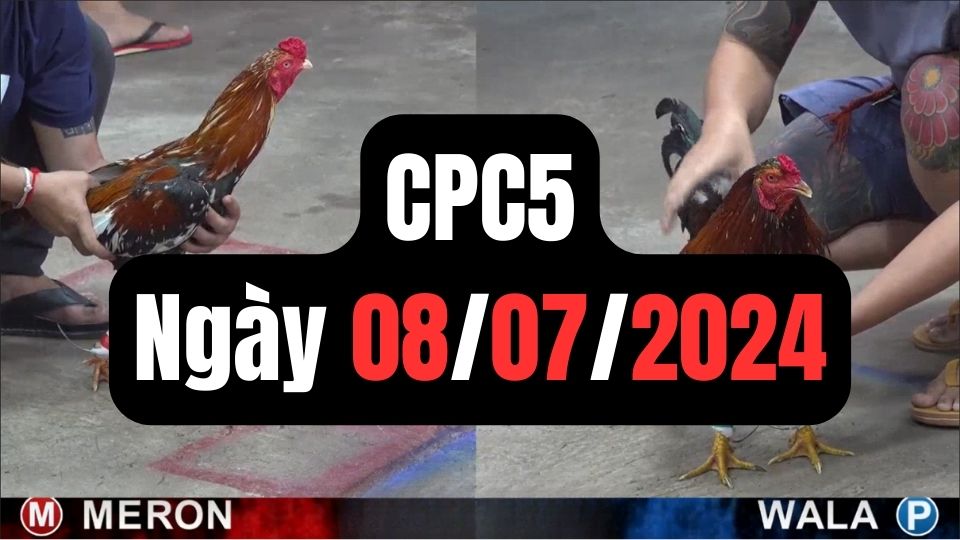 Xem đá gà CPC5 ngày 08-07-2024