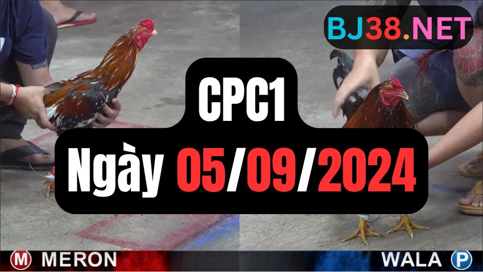 Xem đá gà CPC1 ngày 05-09-2024