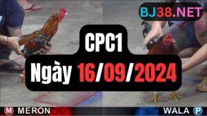 Xem đá gà CPC1 ngày 16-09-2024