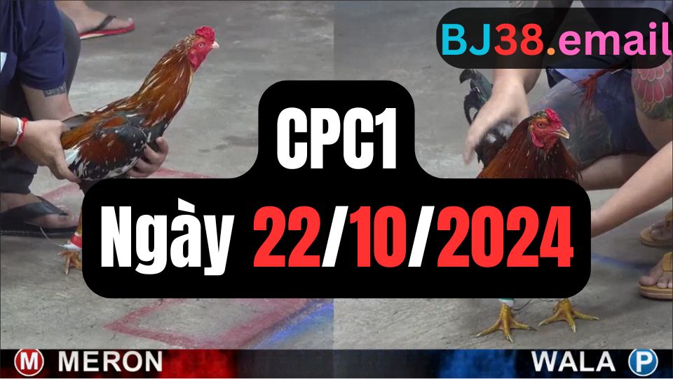 Xem đá gà CPC1 ngày 22-10-2024