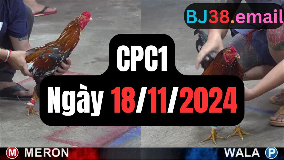 Xem đá gà CPC1 ngày 18-11-2024