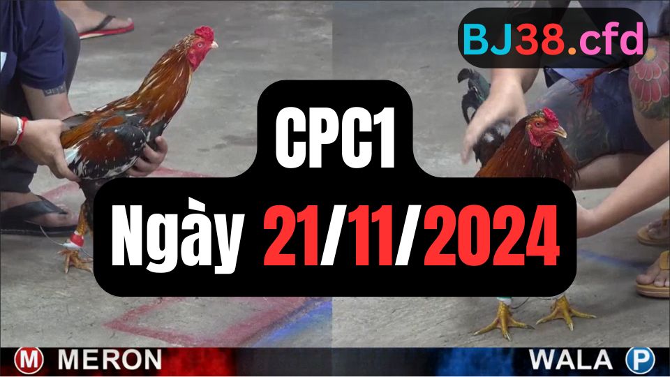 Xem đá gà CPC1 ngày 21-11-2024