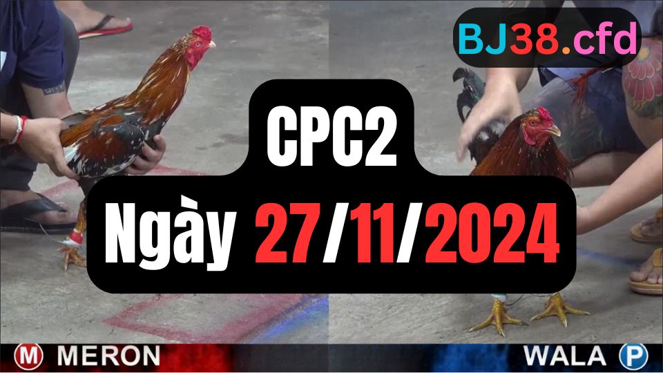 Xem đá gà CPC2 ngày 27-11-2024