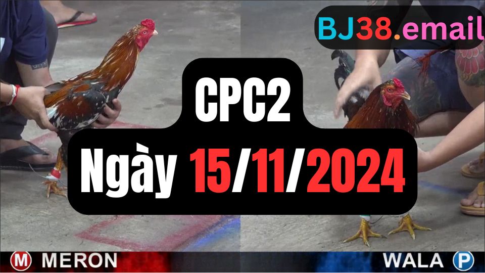 Xem đá gà CPC2 ngày 15-11-2024