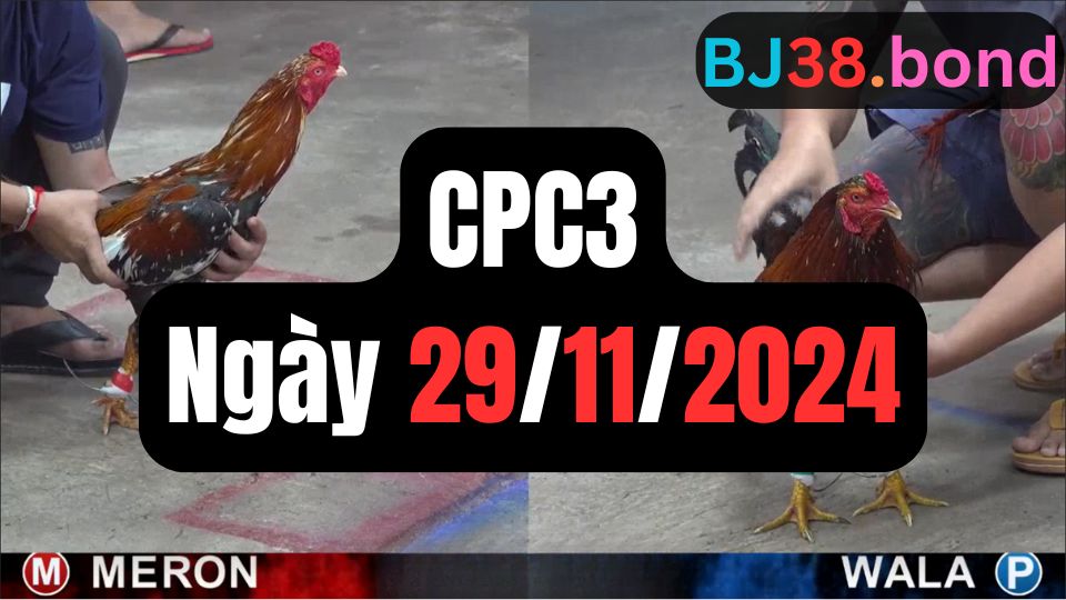 Xem đá gà CPC3 ngày 29-11-2024