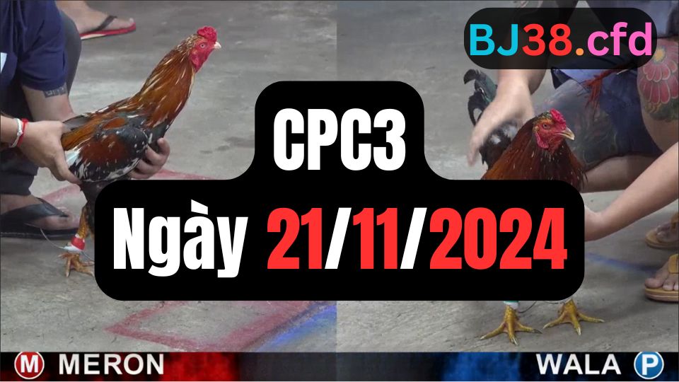 Xem đá gà CPC3 ngày 21-11-2024