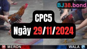 Xem đá gà CPC5 ngày 29-11-2024