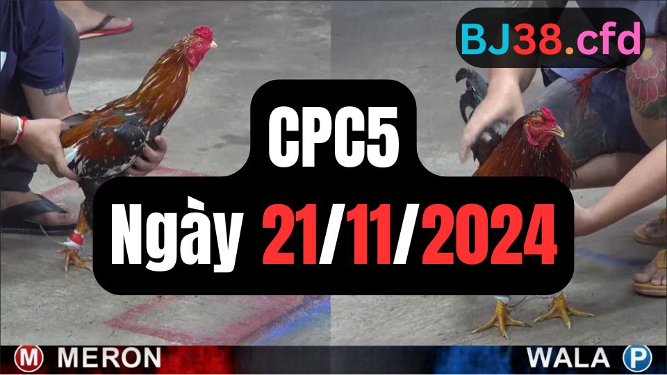 Xem đá gà CPC5 ngày 21-11-2024