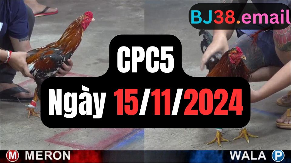 Xem đá gà CPC5 ngày 15-11-2024